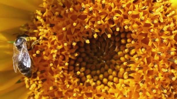 黄色のひまわりの花粉に蜂を閉じ込め — ストック動画