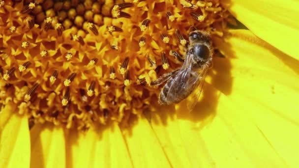 Pszczoła Pyłku Żółtym Słoneczniku Makro — Wideo stockowe