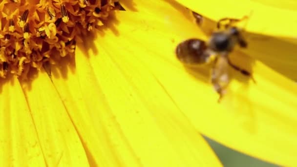 Abeille Sur Pétale Jaune Tournesol Gros Plan — Video