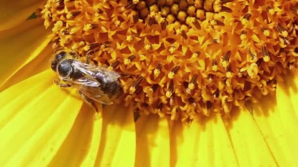 Abeja Polen Sobre Girasol Amarillo — Vídeo de stock