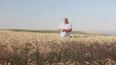 Çavdar tarlasında bir adam bir çivinin olgunluğunu kontrol eder..