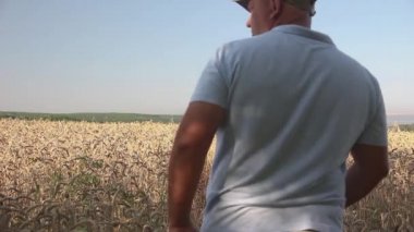 Çavdar ekilmiş bir adam yaz tarlasına girer..