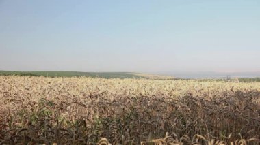 Cep telefonuyla konuşan bir adam çavdar tarlasından geçer, dikiz aynasından..