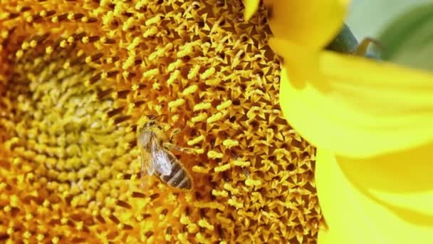 Una Abeja Recoge Polen Girasol Movido Por Viento — Vídeos de Stock