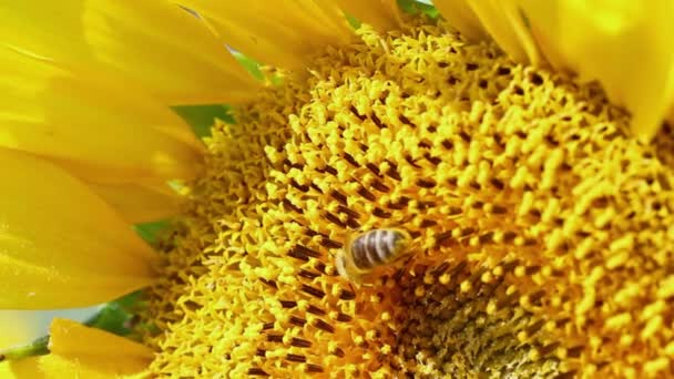 ミツバチはひまわりの花の近くを飛び — ストック動画