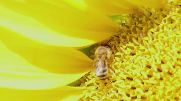 Almindelig Spiser Pollen Svingende Solsikke Close – Stock-video