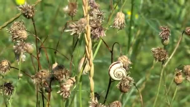 Schnecke Hängt Auf Trockenem Gras Einem Feld — Stockvideo