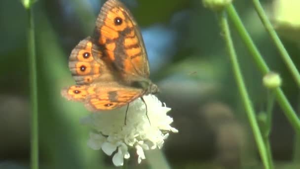 Motyl Biały Kwiat Kołysany Przez Wiatr Zbliżenie — Wideo stockowe