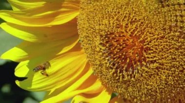 Bal arısı yavaş çekimde bir ayçiçeğinin yanında uçuyor.