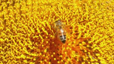 Bal arısı bir ayçiçeğinden polen topluyor, yakın plan.