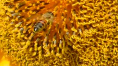  Polen içindeki bal arısı yavaş çekimde bir ayçiçeğinin yanında uçar..