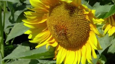 İki bal arısı bir ayçiçeğinin üzerinde oturur ve ağır çekimde rüzgarla sallanır.