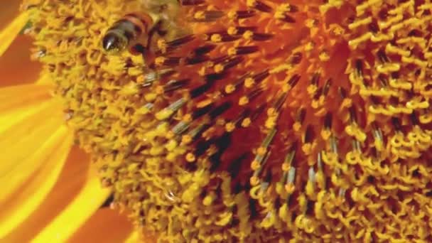 Honigbiene Fliegt Und Sitzt Auf Einer Sonnenblume Großaufnahme — Stockvideo