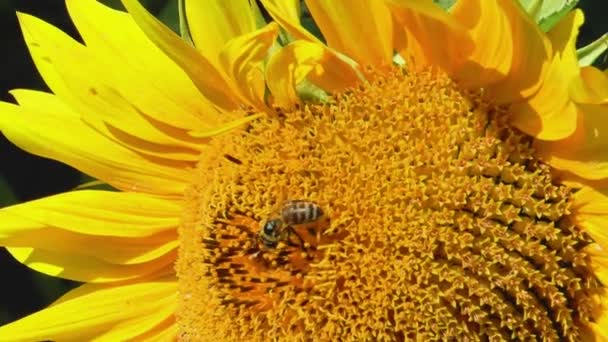 Las Abejas Miel Recogen Polen Girasol Campo Cámara Lenta — Vídeos de Stock