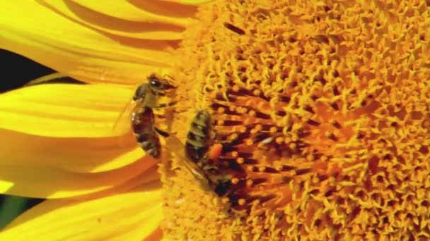 ミツバチは遅い動きでひまわりの花粉を集め — ストック動画