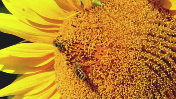 花粉に含まれる2匹のミツバチが動きの遅いひまわりに花粉を集め — ストック動画