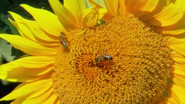 Twee Honingbijen Verzamelen Stuifmeel Een Zonnebloem Een Veld Slow Motion — Stockvideo