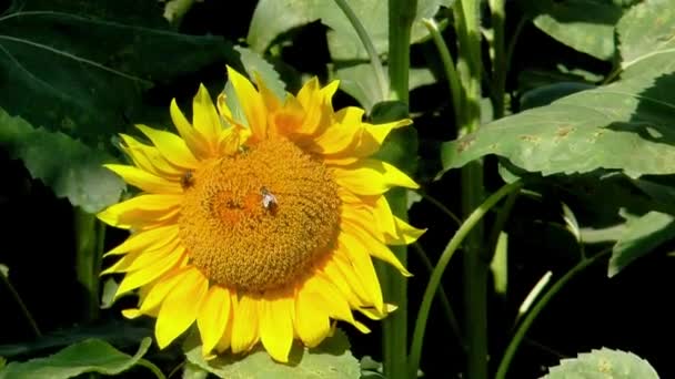 Girasol Campo Con Dos Abejas — Vídeos de Stock