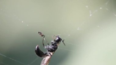 Kanatlı bir karınca örümceğin ağını ısırarak koparmaya çalışır.
