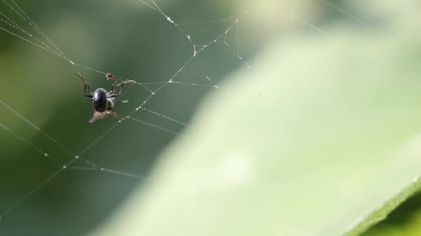 Una Hormiga Alada Intenta Escapar Tela Araña — Vídeo de stock