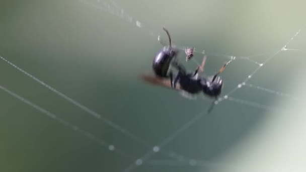 Semut Bersayap Mencoba Menggigit Melalui Jaring Laba Laba Dan Keluar — Stok Video