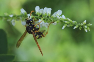 Beyaz çiçekli, dikiz aynasındaki bir sapta eşek arısı..