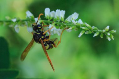 Beyaz çiçekli bir sapı olan eşek arısı..