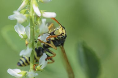 Beyaz çiçekli bir sapta eşek arısı.