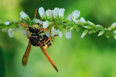 Beyaz çiçekli bir sapta eşek arısı..