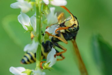 Beyaz çiçekli bir sapı olan bir eşek arısı.