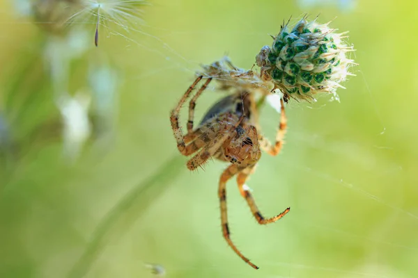 Pavouk Visí Ostří Trávy Zblízka Krásném Pozadí — Stock fotografie