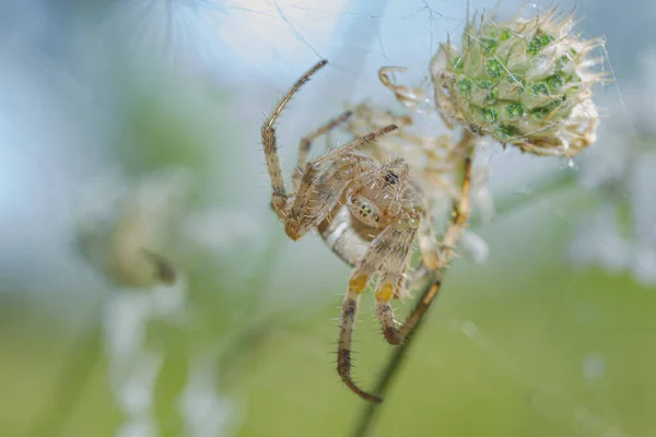 Spindel Hängande Ett Grässtrå Huvud Ner Makro Vacker Bakgrund — Stockfoto