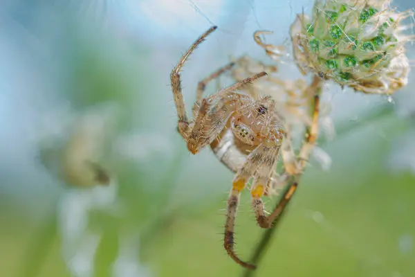 Spindel Hängande Ett Grässtrå Huvud Ner Makro Vacker Bakgrund Glänta — Stockfoto
