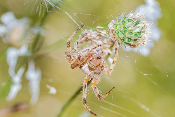 Spindel Hängande Ett Blad Gräs Makro Vacker Bakgrund — Stockfoto