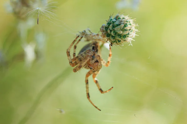 Spindel Hängande Ett Grässtrå Vacker Bakgrund — Stockfoto