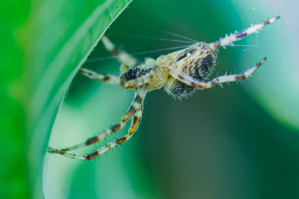 Yaprak Kenarındaki Örümcek Yaklaş — Stok fotoğraf