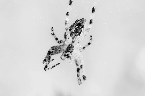 Pavouk Webovém Makru Černé Bílé — Stock fotografie