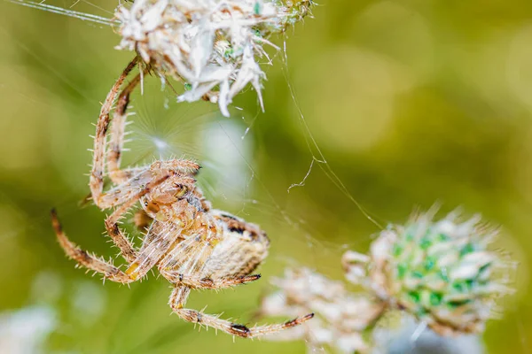 Pavouk Visící Ostří Trávy Boční Pohled Makro Pozadí Mýtiny — Stock fotografie