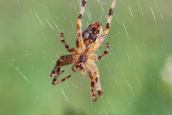 Pavouk Webu Zeleném Pozadí Zavřít — Stock fotografie