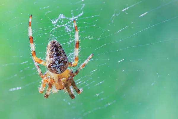 Aranha Uma Teia Com Uma Cruz Suas Costas Fundo Verde — Fotografia de Stock