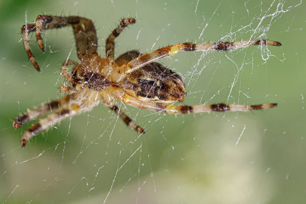 Aranha Teia Aranha Vista Inferior Macro — Fotografia de Stock