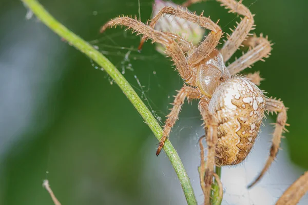 Araignée Avec Une Croix Sur Brin Herbe Macro — Photo