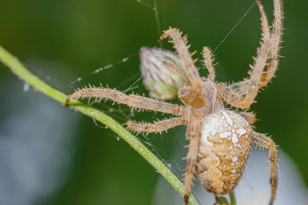 Aranha Com Uma Cruz Uma Lâmina Grama Fundo Verde Macro — Fotografia de Stock