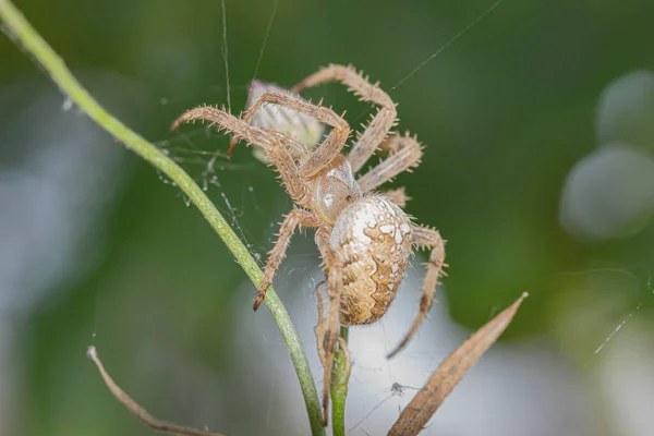 Çimlerin üzerinde haçlı bir örümcek.