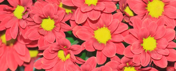 Tło Piękny Zestaw Czerwono Żółte Kwiaty — Zdjęcie stockowe