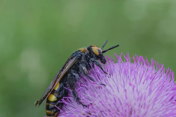 Giant Scolia Wasp Megascolia Maculata Feeds Nectar Thorn Flower Side — Stock Photo, Image