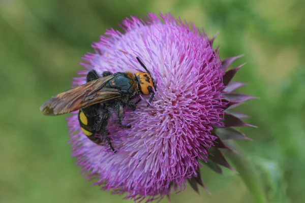 Dev skolya yaban arısı (Megascolia maculata) dikenli bir çiçekte nektarla beslenir..
