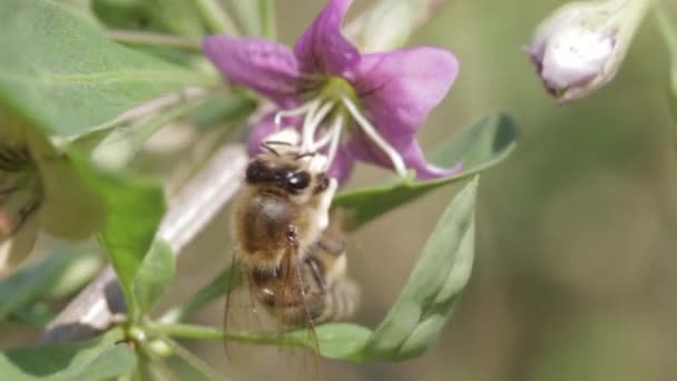 Honingbij Verzamelt Stuifmeel Van Een Opknoping Kleine Paarse Bloem Macro — Stockvideo