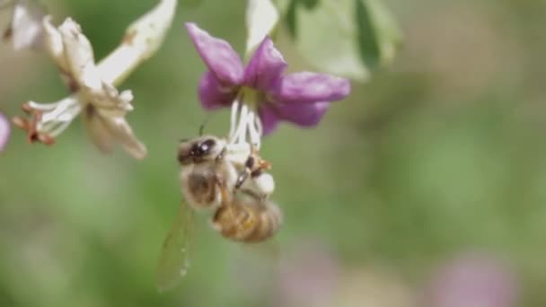 Honingbij Verzamelen Stuifmeel Van Een Opknoping Kleine Paarse Bloem Close — Stockvideo