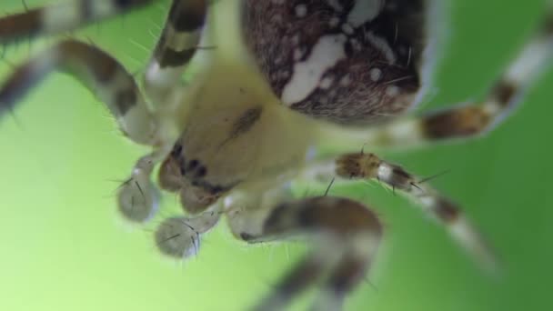 Spider Cross Swayed Wind Web — Stock Video